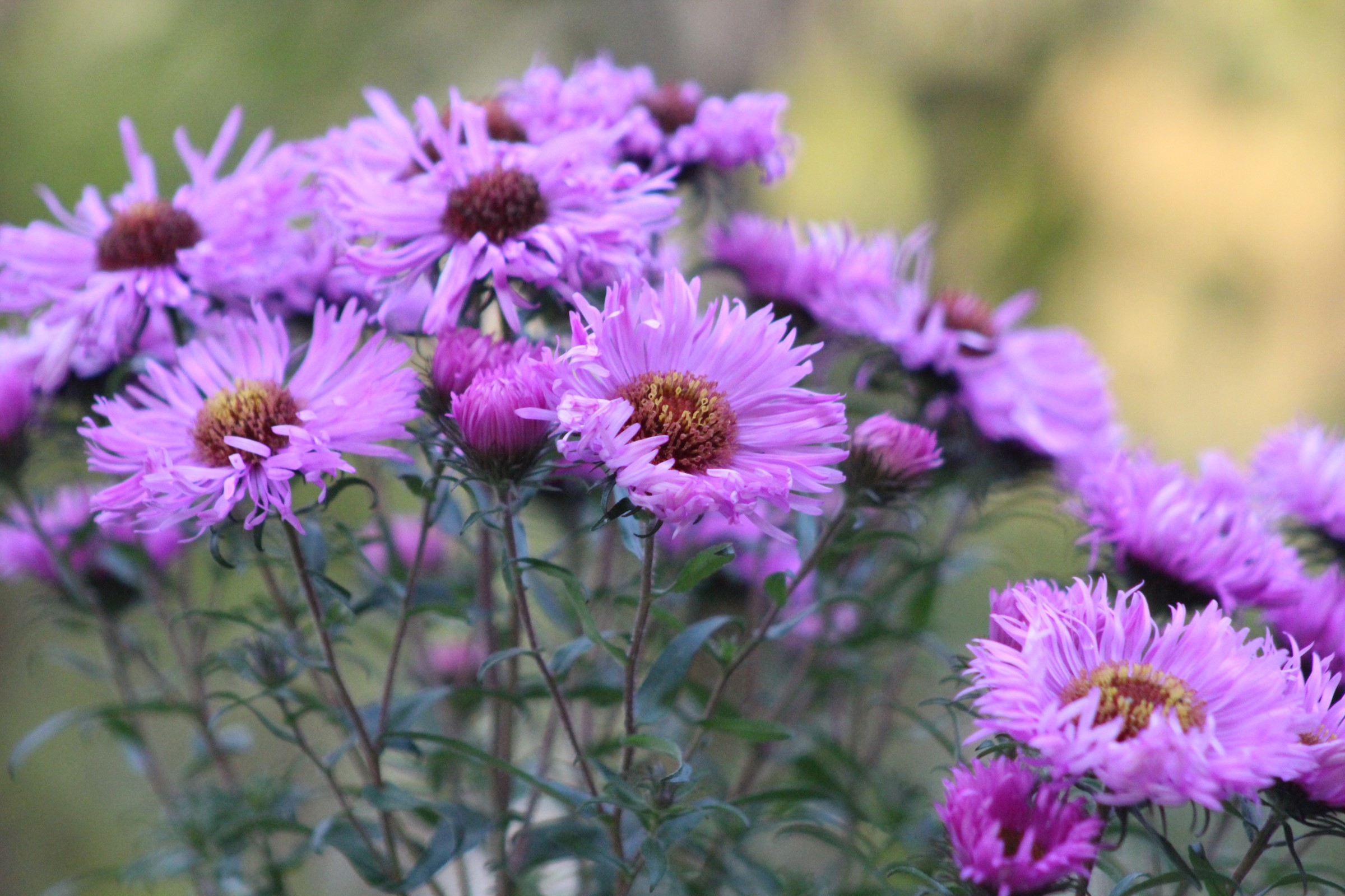 Asters er en lilla blomst med mange tynne kronblad