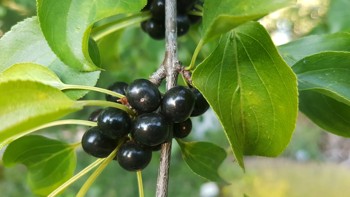 Lysegrå greiner med sorte bær i klynger.