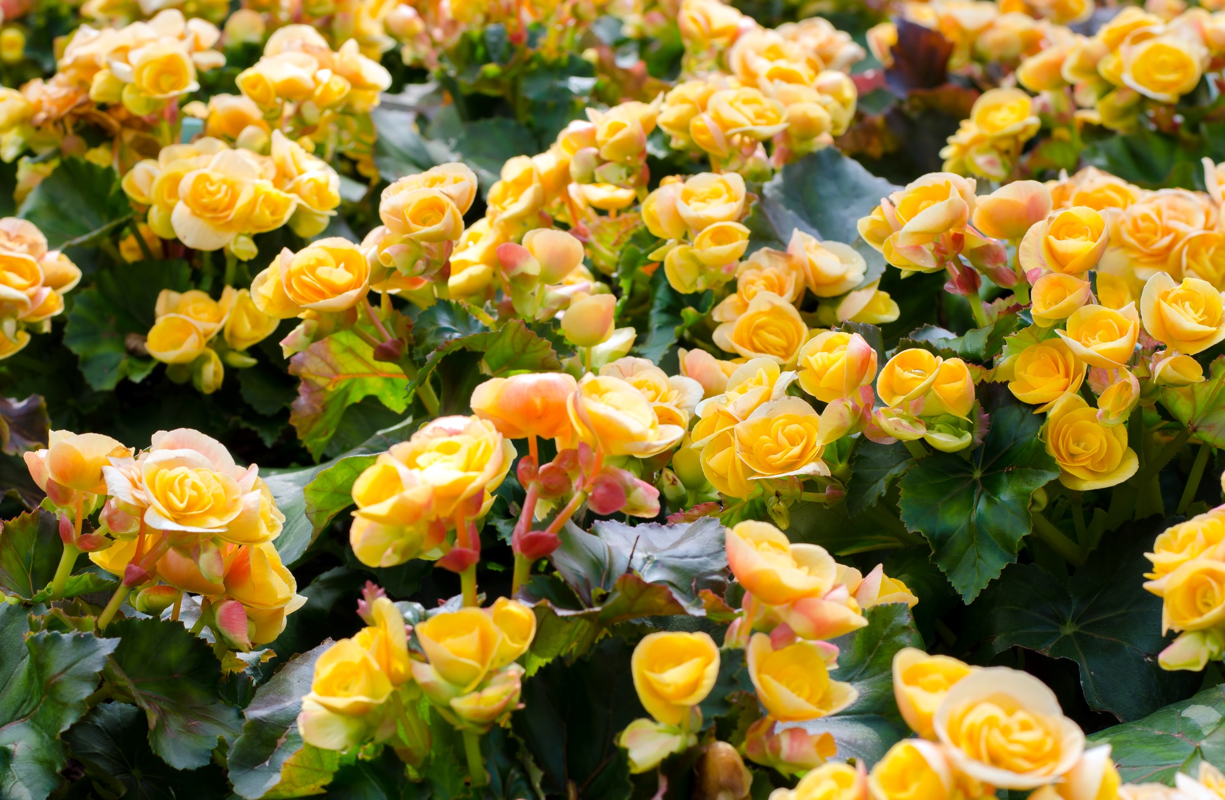Planten har grønne blader og en gul roseformet blomst.