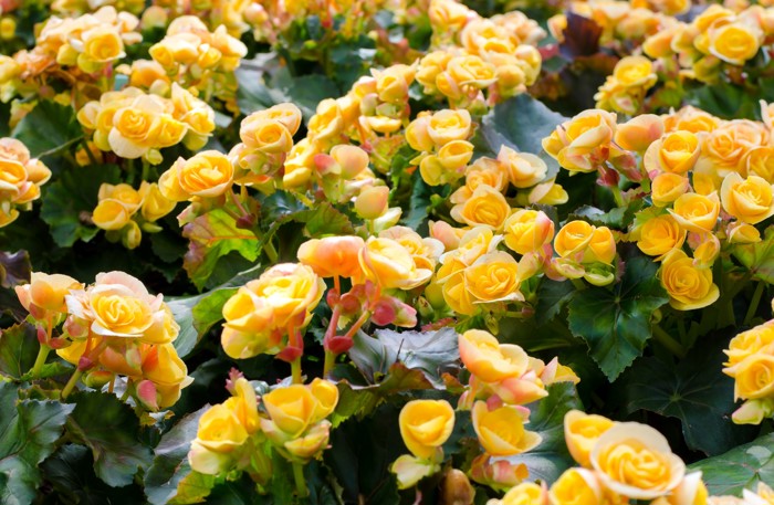 Planten har grønne blader og en gul roseformet blomst.