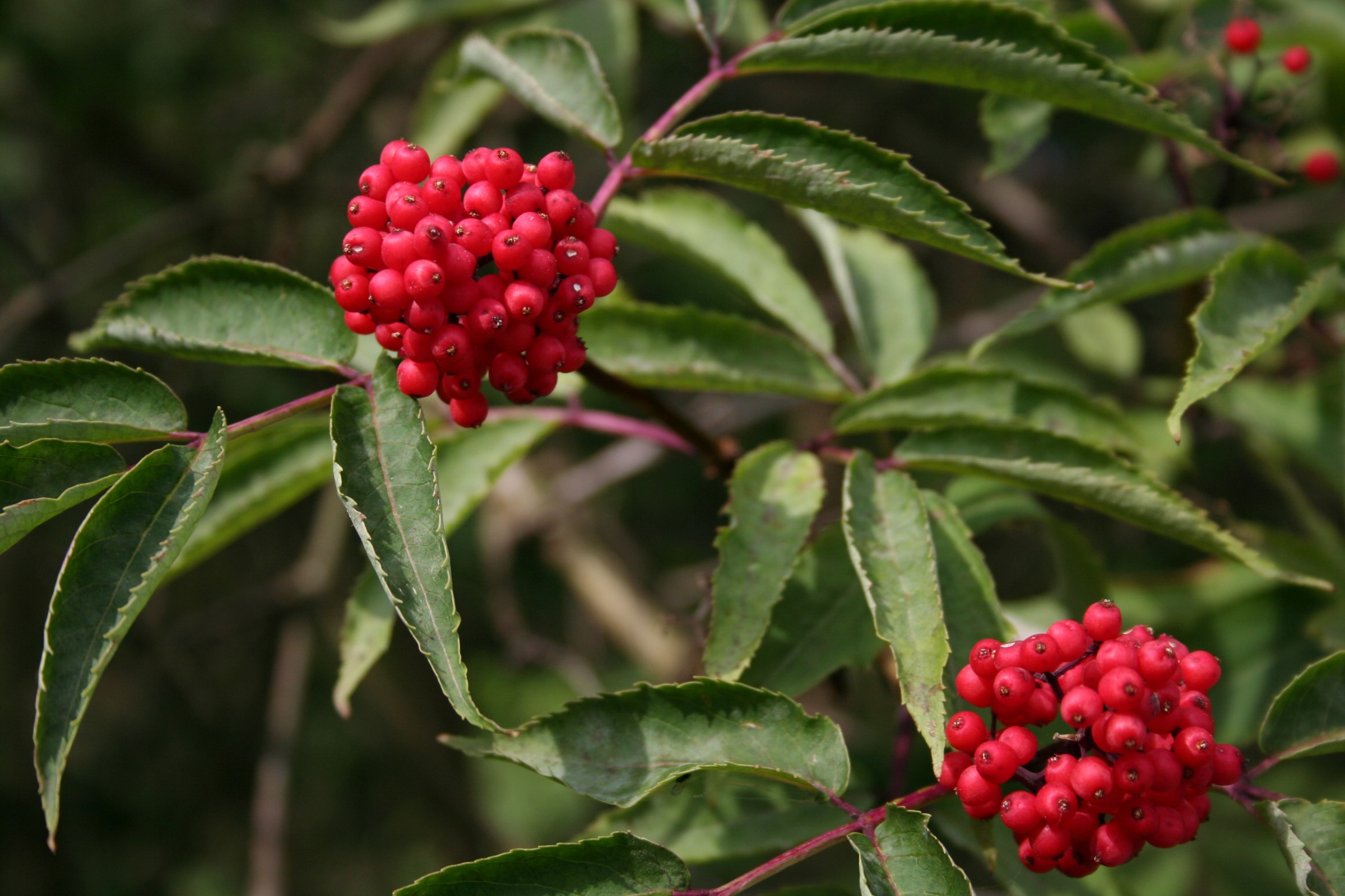 Planten har rødbrun marg på kvistene med røde bær i tette klaser.