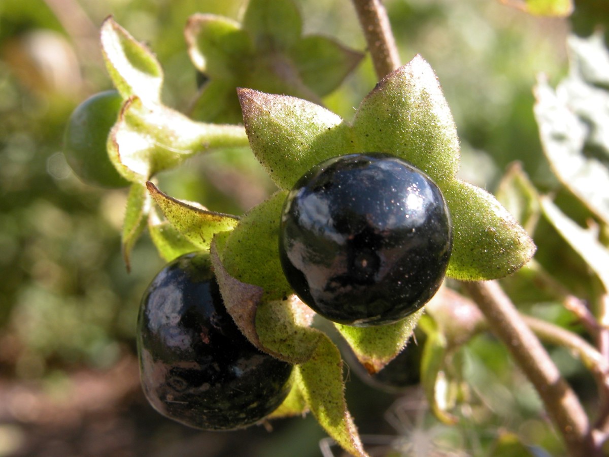 belladonna 