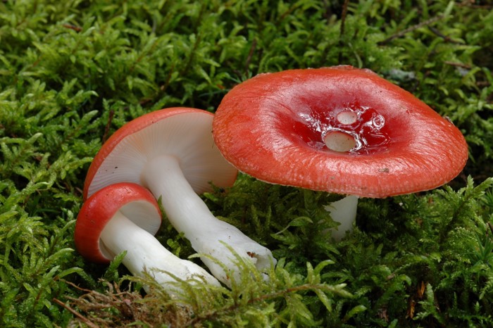 Den giftige rødkremle med rød hatt og hvit stilk liggende i gresset, 3 stykker.