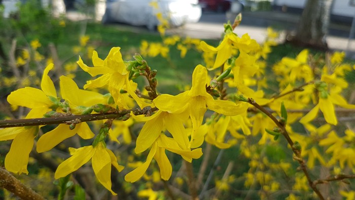 Gule blomster på kvist