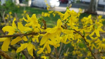 Gule blomster på kvist