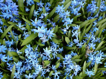 Russeblåstjerne har smale blader, med lyseblå blomster med tynne kronblad.