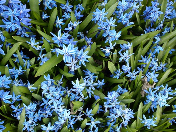 Russeblåstjerne har smale blader, med lyseblå blomster med tynne kronblad.