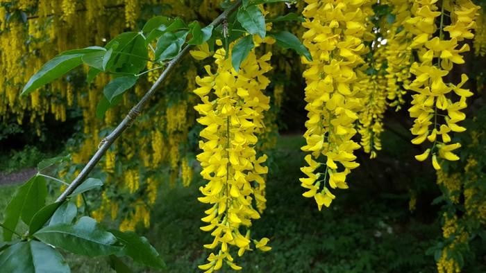 Illustrasjonsbilde av gullregn med gule blomster 