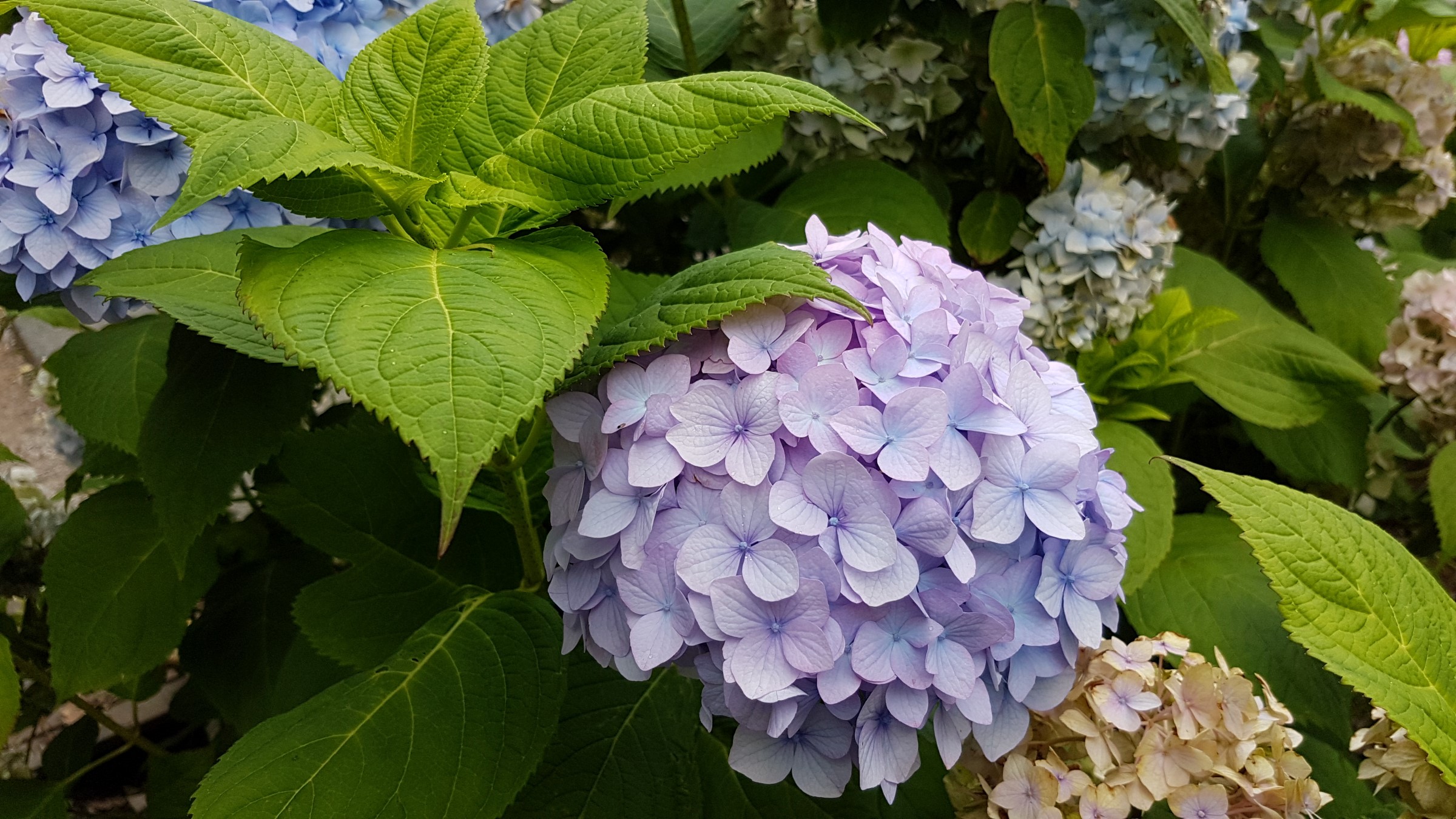 Hortensia i ei lys lilla farge, blome med avrunda, trekanta blader