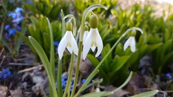 Hengende hvite blomster som vokser på egen stengel.