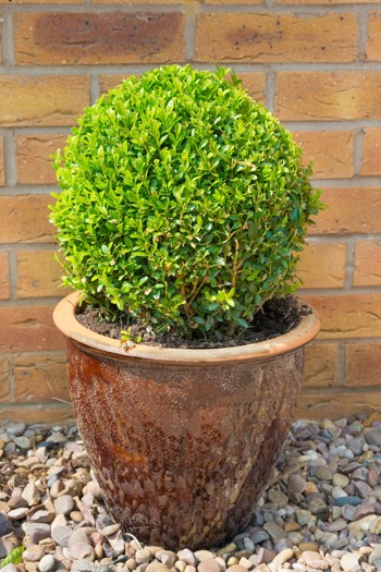 Klippet plante i potte