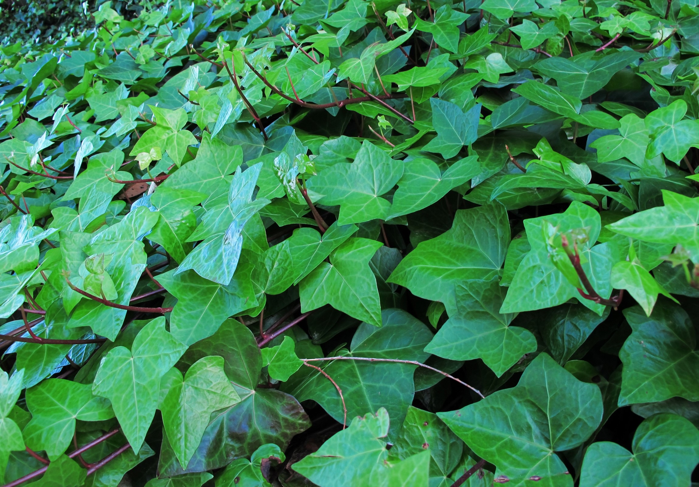Efoy Plante