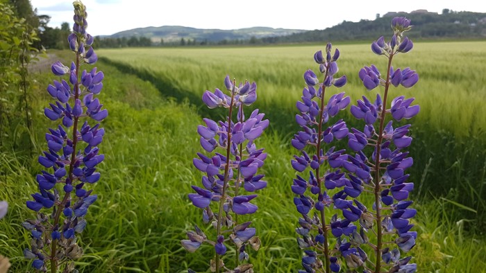 Illustrasjonsbilde av lupiner i lilla farge på en eng