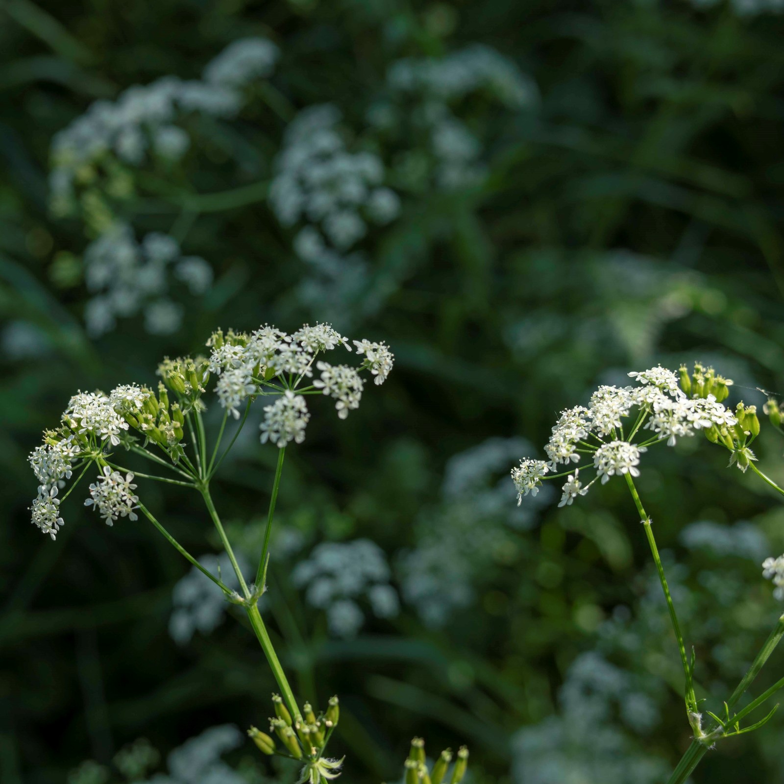Hundekjeks med hvite, små blomster på lange stilker 