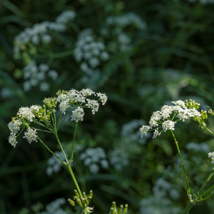 Hundekjeks med hvite, små blomster på lange stilker 