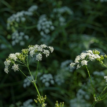 Hundekjeks med hvite, små blomster på lange stilker 
