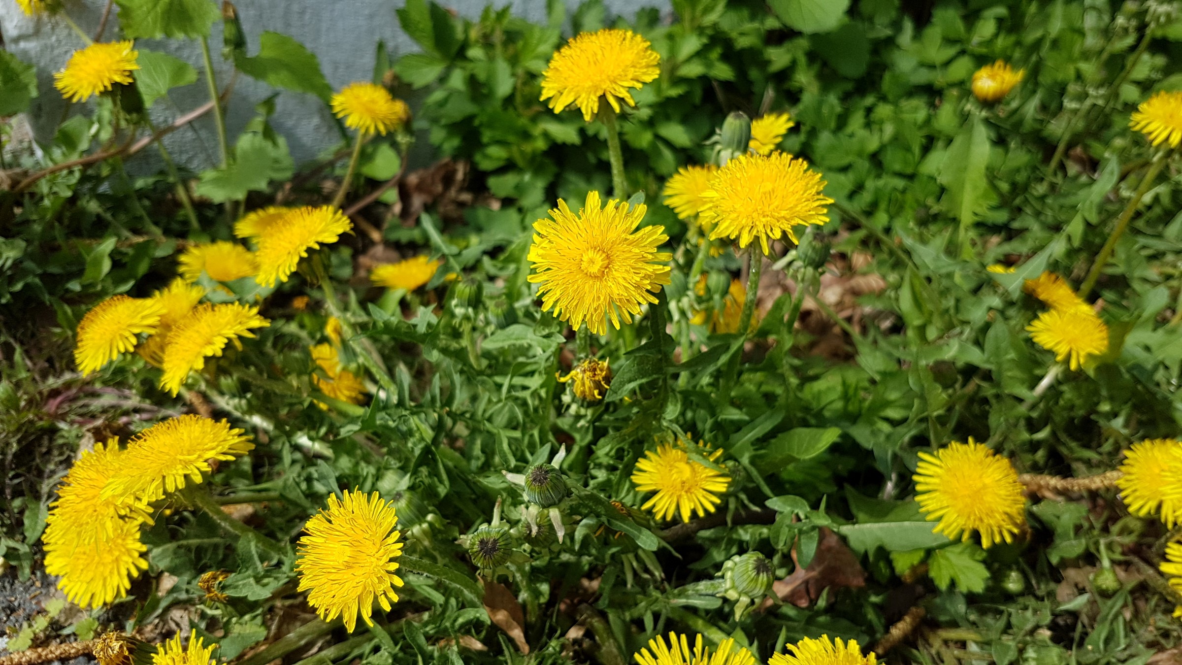 Helgul blomst med hårlignende kronblad