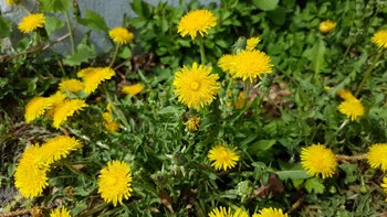 Helgul blomst med hårlignende kronblad