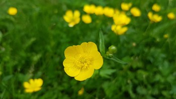Illustrasjonsbilde av engsoleie eller smørblomst, gul blomst med fem kronblad 