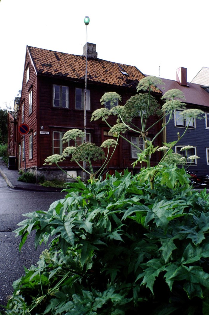 Kvite blomar. Ytre blomar i dei ytre småskjermane har større kronblad utover.