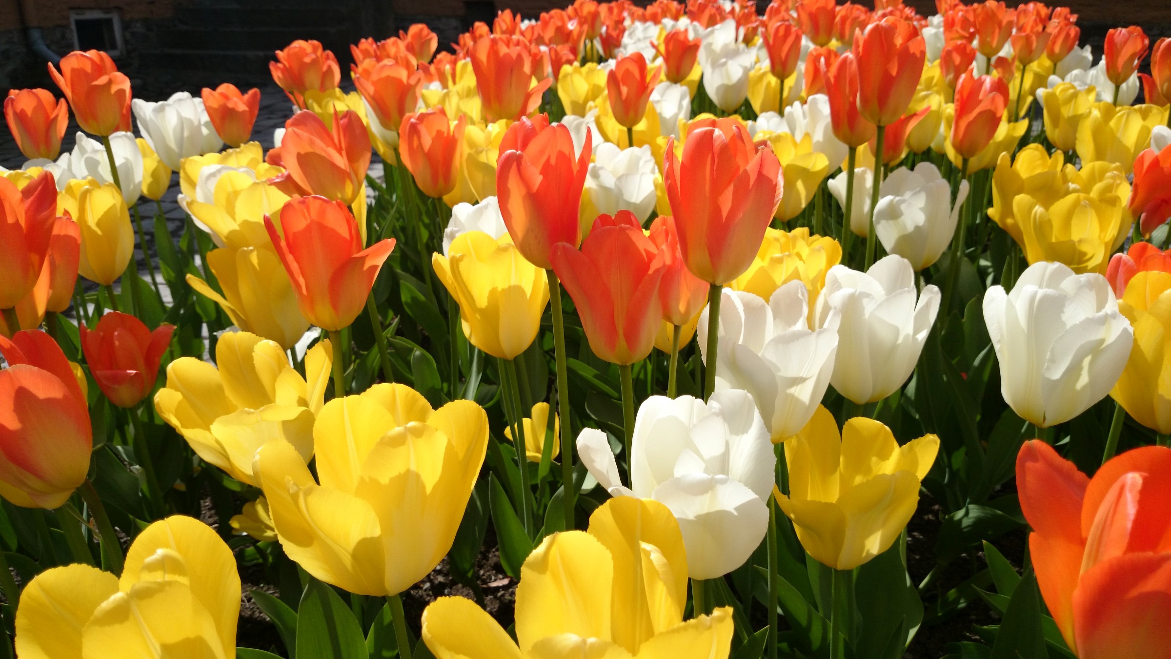 Høy stilk med blomst i hvitt, gult og oransje. 