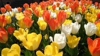 Høy stilk med blomst i hvitt, gult og oransje. 
