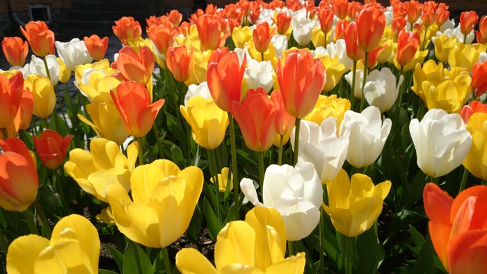 Høy stilk med blomst i hvitt, gult og oransje. 