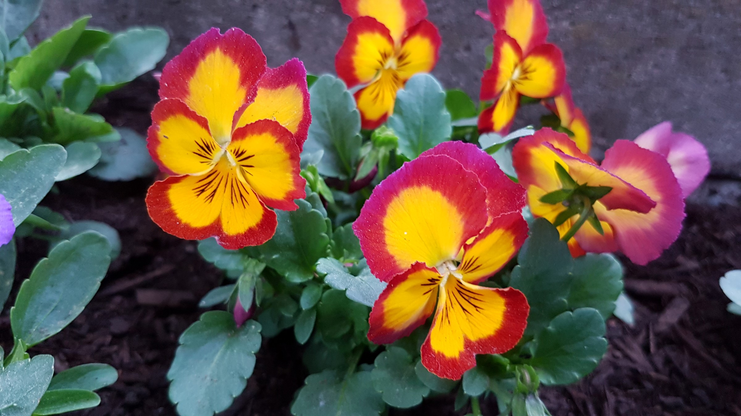 Stemorsblomst med kronblad som er rødlilla i kantene og gule i midten. 