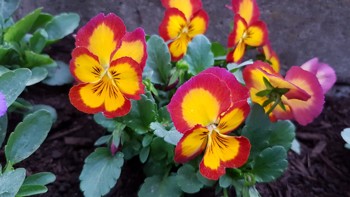 Stemorsblomst med kronblad som er rødlilla i kantene og gule i midten. 