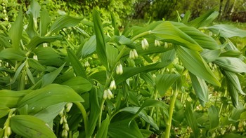 Hvite bjelleformede, avlange blomster hengende på stengel. Store grønne blader med striper