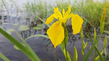 Illustrasjonsbilde av gul sverdlilje