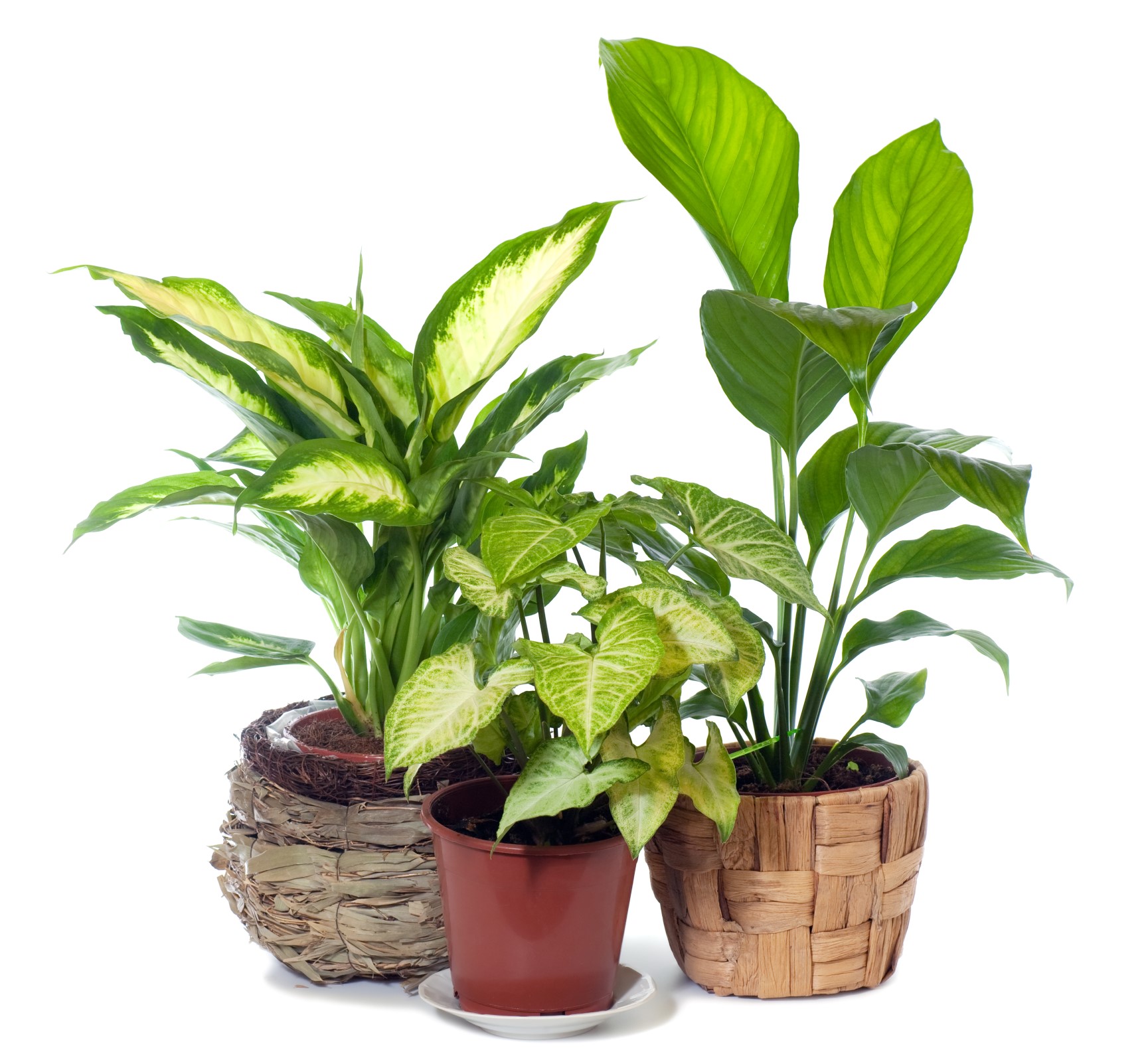 Tre forskjellige stueplanter, alle med grønne blader. To med ovale blader, grønne kanter og hvitgule blader og en med ovale, grønne blader