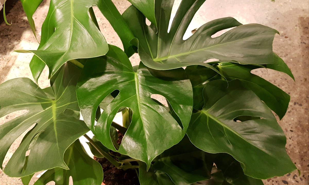monstera fruit for sale PRE-ORDER Monstera Deliciosa Fruit