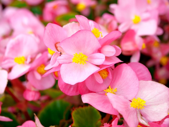 Rosa blomster med gule pollenbærere og grønne blader.