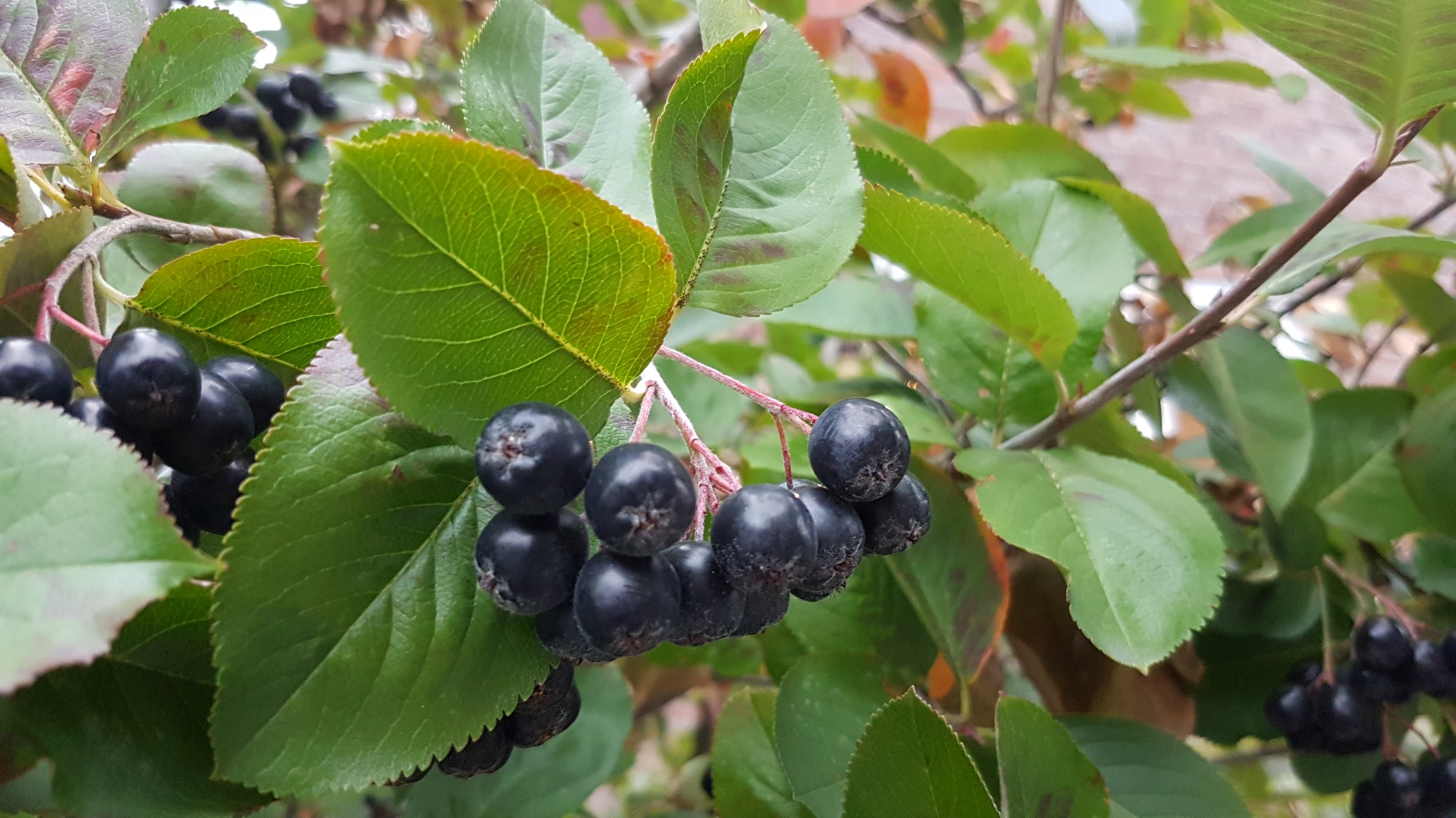 Fint tannete blader med sorte bær.