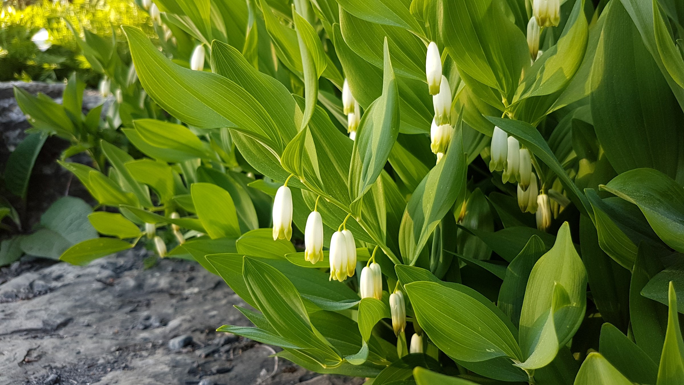 Hvite, hengende, klokkeformede blomster med lys grønn kant, hengende på rad 