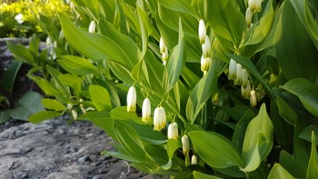 Hvite, hengende, klokkeformede blomster med lys grønn kant, hengende på rad 