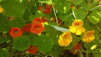 Illustrasjonsbilde av blomkarse
