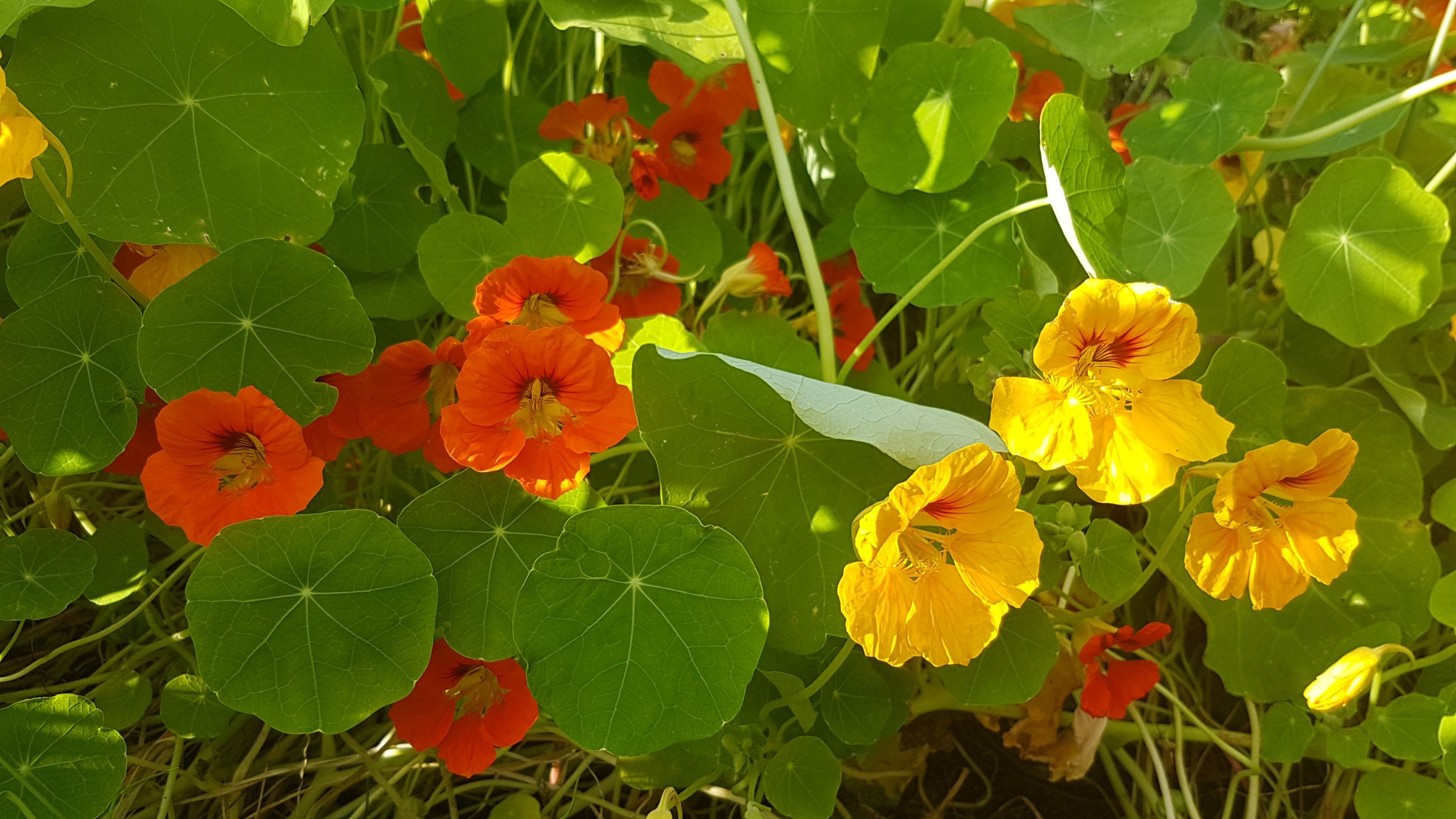 Illustrasjonsbilde av blomkarse