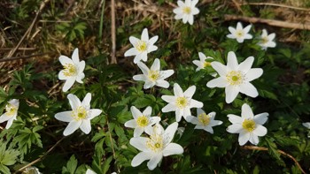Hvitveis er hvite blomster som er gule i midten, med smale kronblad