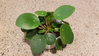 Planten har runde, mørkegrønne blader.