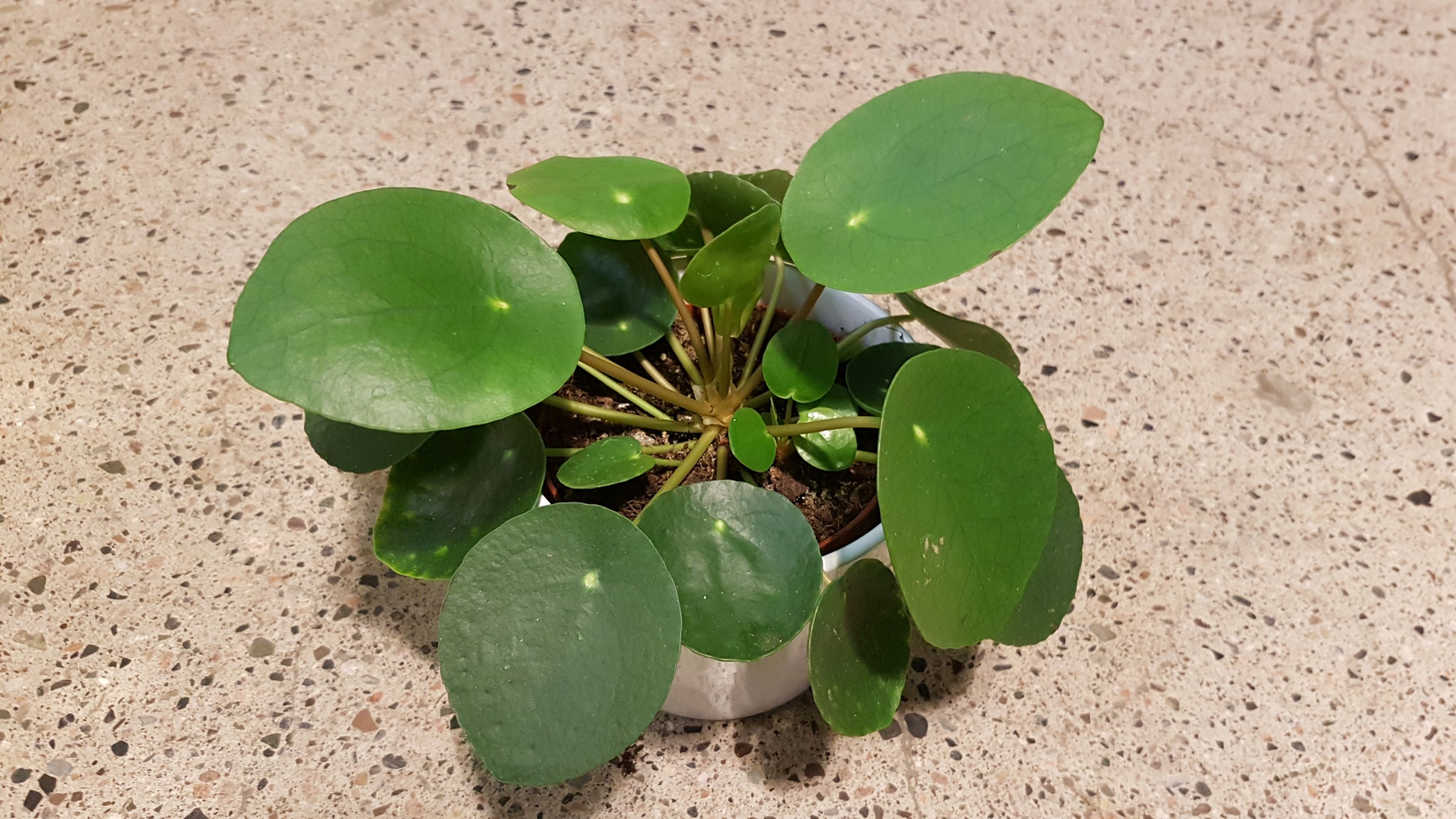 Planten har runde, mørkegrønne blader.