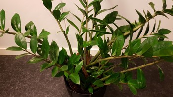 Planten har lange oppreiste stilker med symmetriske grønne, glinsende blader