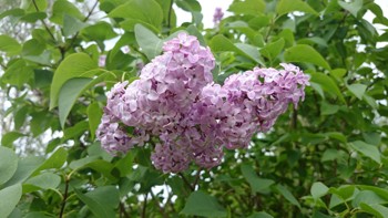Syrinbusk med hjerteformede blader, fiolette blomster