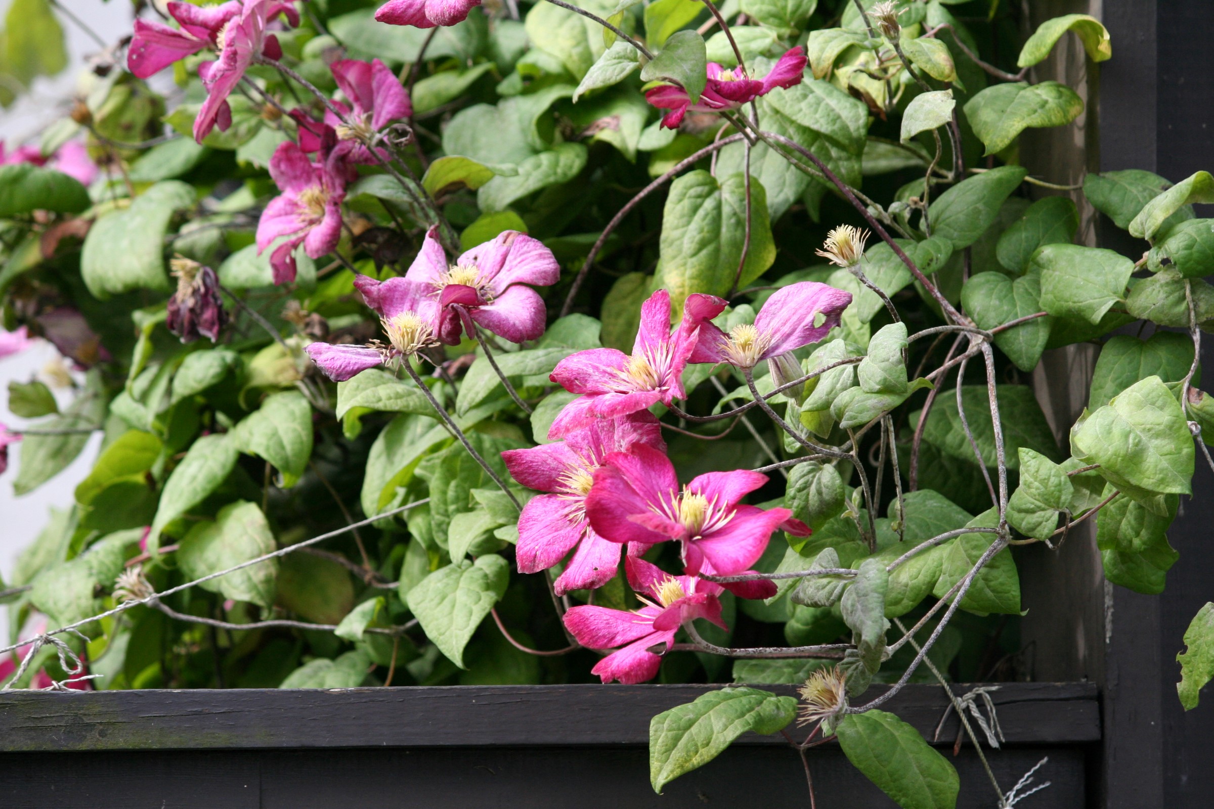 Åpen blomst med rosa og lyserosa farge og grønne blader