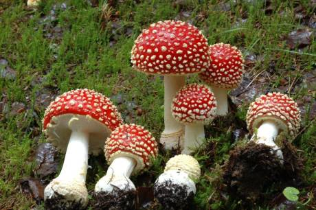 Examples of Red fly agarics with red caps with white spots, white stipes and gills. 