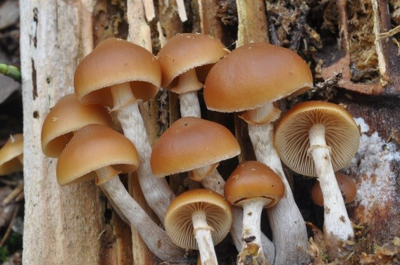 Cluster of funerall bells in different sizes, with yellow–brown caps and gills.