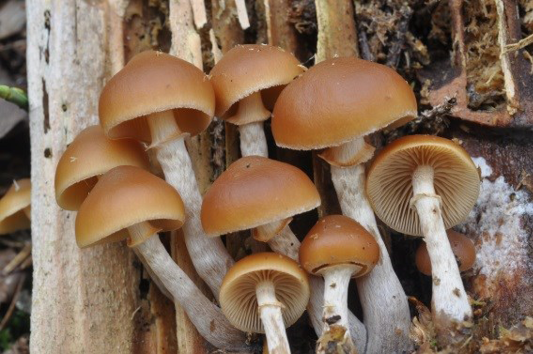 Cluster of funerall bells in different sizes, with yellow–brown caps and gills.