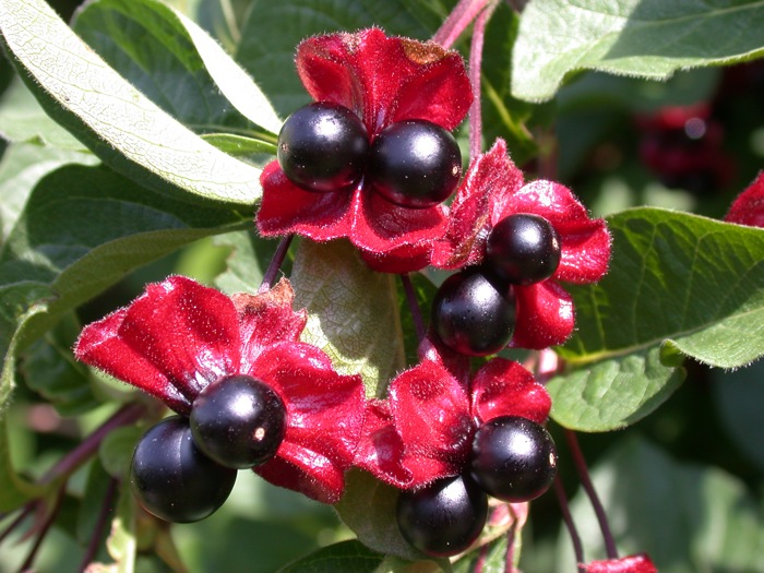 Sorte bær i par med rødlilla dekkblad. 