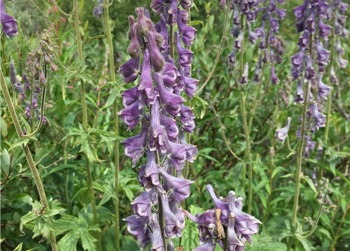 Tyrihjelm har fiolette blomster